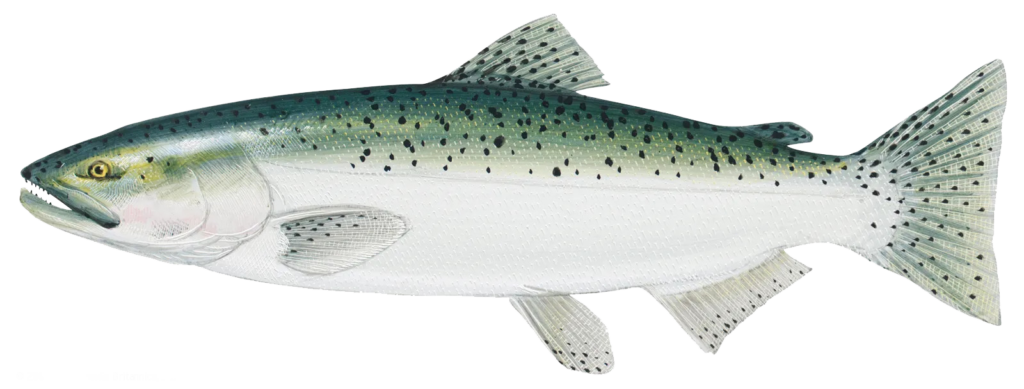 salmon2